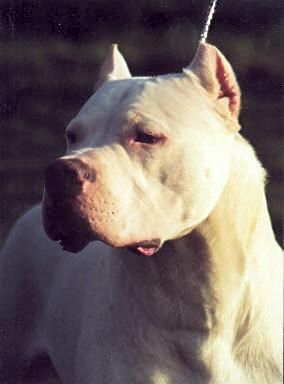 CH. Auca bronco knausser (Sans Affixe)