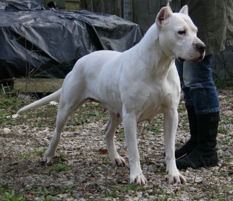 Tribale de los Hijos de la Luna