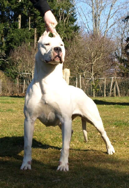 Driskell de los Hijos de la Luna