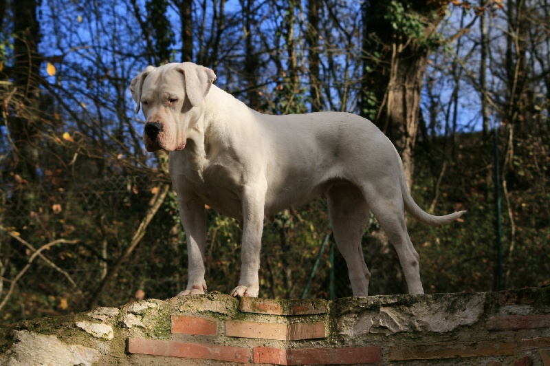 CH. Ecstasy de los Hijos de la Luna