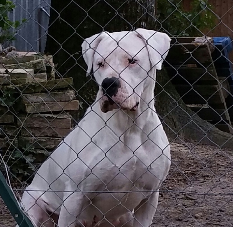 Insomnia de los Hijos de la Luna